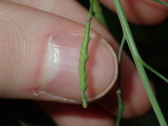 Brassica fruticulosa