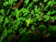 Hypericum taihezanense