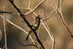 Pycnonotus leucogenys