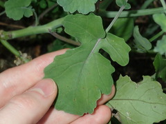 Brassica fruticulosa