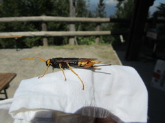 Urocerus gigas