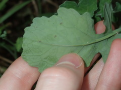 Brassica fruticulosa