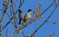 Garrulus lanceolatus