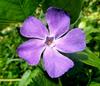 Vinca major major - Photo (c) Mentxuwiki, some rights reserved (CC BY-SA)