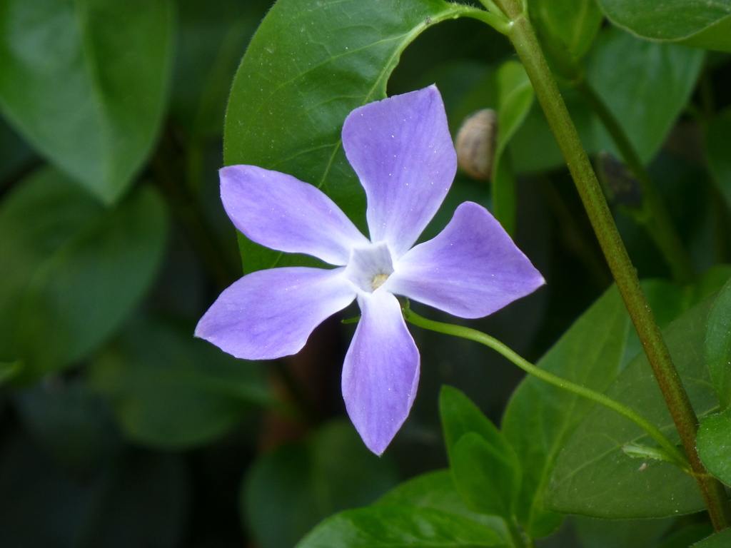 periwinkles