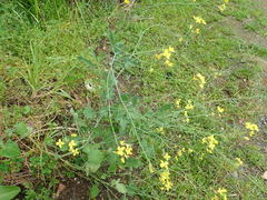 Brassica fruticulosa