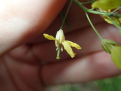 Brassica fruticulosa