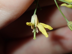 Brassica fruticulosa