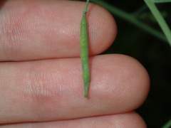 Brassica fruticulosa