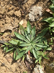 Plantago myosuros