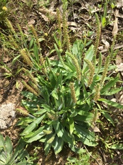 Plantago myosuros