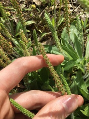 Plantago myosuros