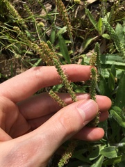 Plantago myosuros