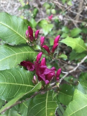 Graptophyllum ilicifolium