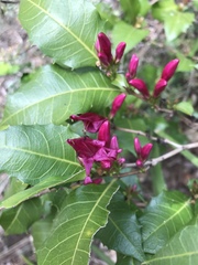 Graptophyllum ilicifolium