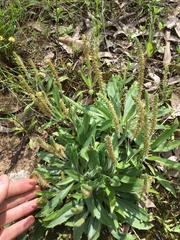 Plantago myosuros