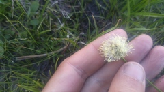 Calliscirpus brachythrix