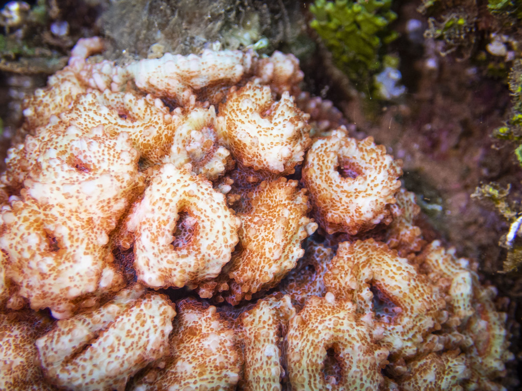 Flat Lettuce Coral