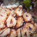 Flat Lettuce Coral - Photo (c) Damien Brouste, some rights reserved (CC BY-NC), uploaded by Damien Brouste