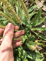 Plantago myosuros