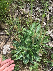 Plantago myosuros