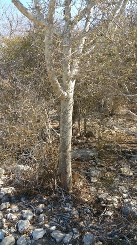 Euphorbia famatamboay subsp. itampolensis image