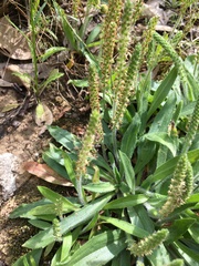 Plantago myosuros