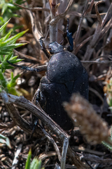 Protaetia morio