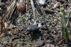 Protaetia morio