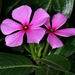 Catharanthus roseus roseus - Photo (c) SAplants, some rights reserved (CC BY-SA)