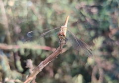 Sympetrum meridionale