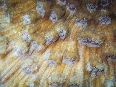 Mycedium elephantotus