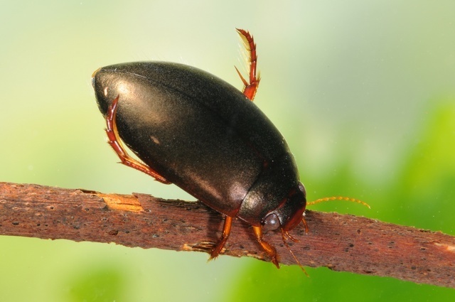mud dweller