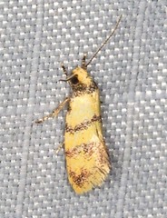 Psaroxantha basilica