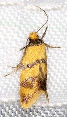 Psaroxantha basilica