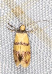 Psaroxantha basilica