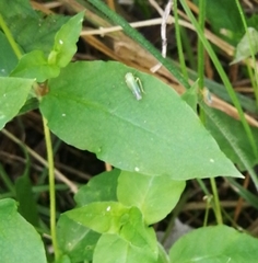 Cicadella