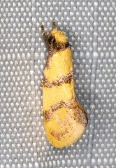 Psaroxantha basilica