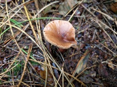 Lactarius hepaticus