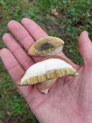 Suillellus queletii
