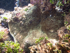 Turbinaria stellulata