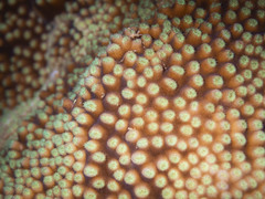 Turbinaria stellulata