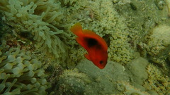 Amphiprion ephippium