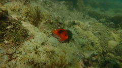 Amphiprion ephippium