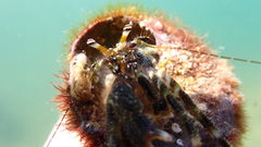 Pagurus angustus