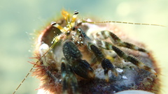 Pagurus angustus