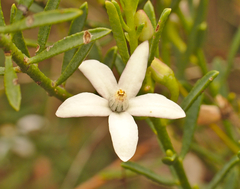Philotheca queenslandica