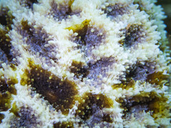 Acanthastrea