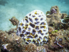 Acanthastrea