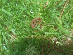 Storeria hidalgoensis